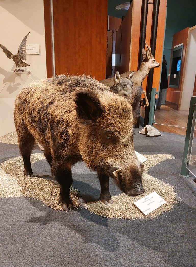 Le Muséum de Nice : gardien d’une Collection époustouflante