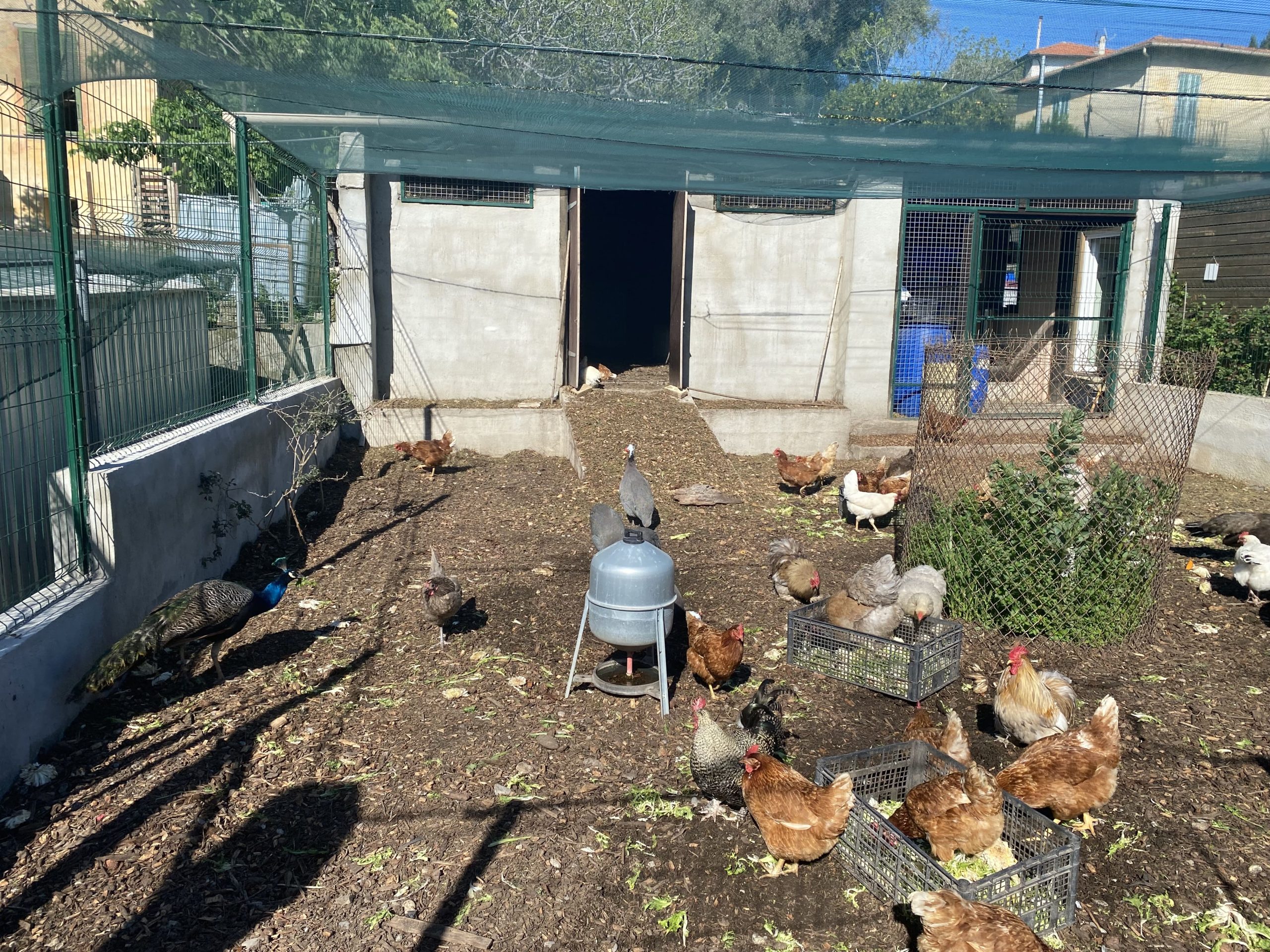 Le poulailler de la Ferme Bermond ©alizeebellone