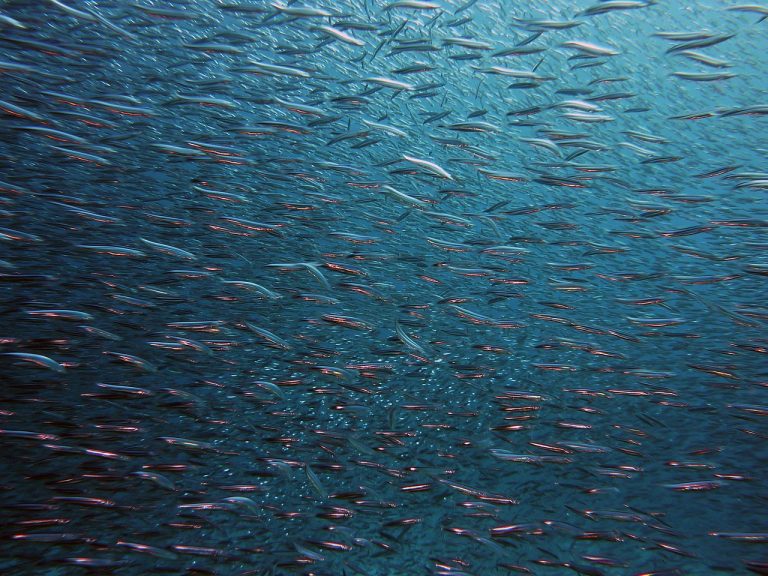 Appel à Projets : « Antoine Risso : Cap sur la protection de la mer ! »