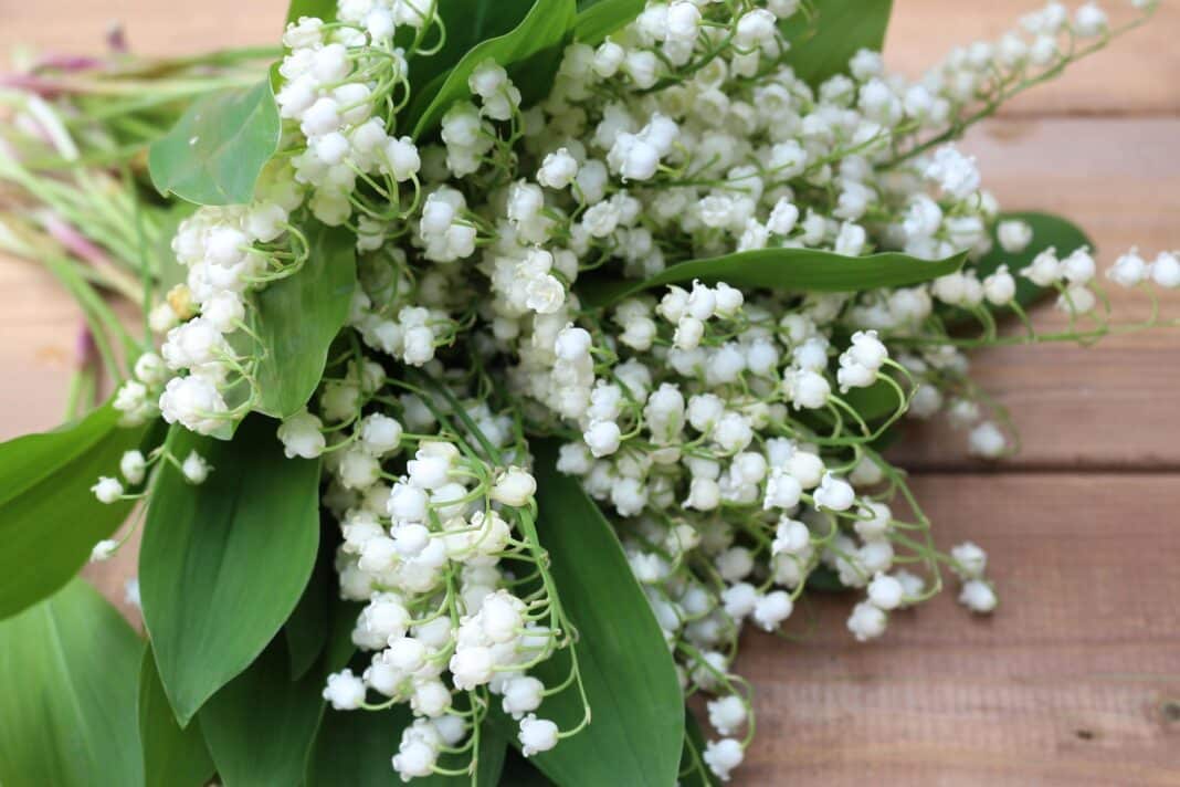 Un bouquet de muguet.