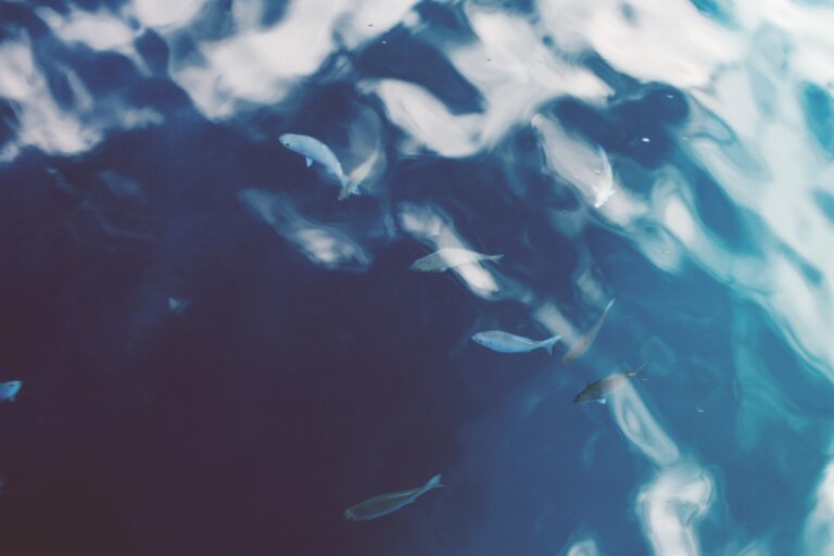 Un banc de poisson blanc dans la mer.