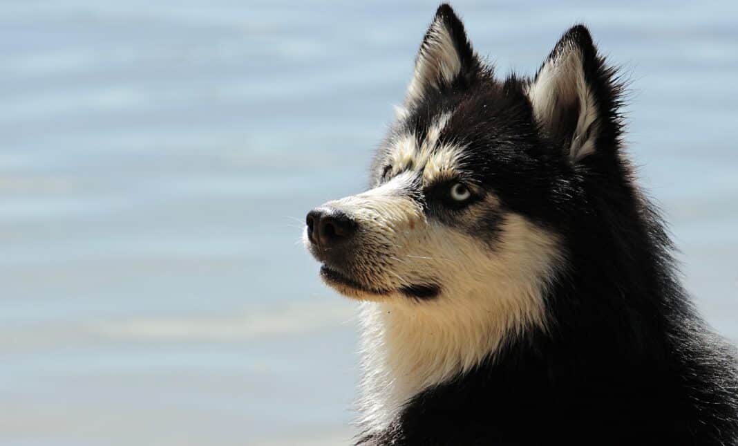 Un chien au bord de la mer.