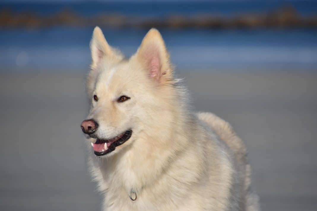 Un chien blanc au bord de la mer