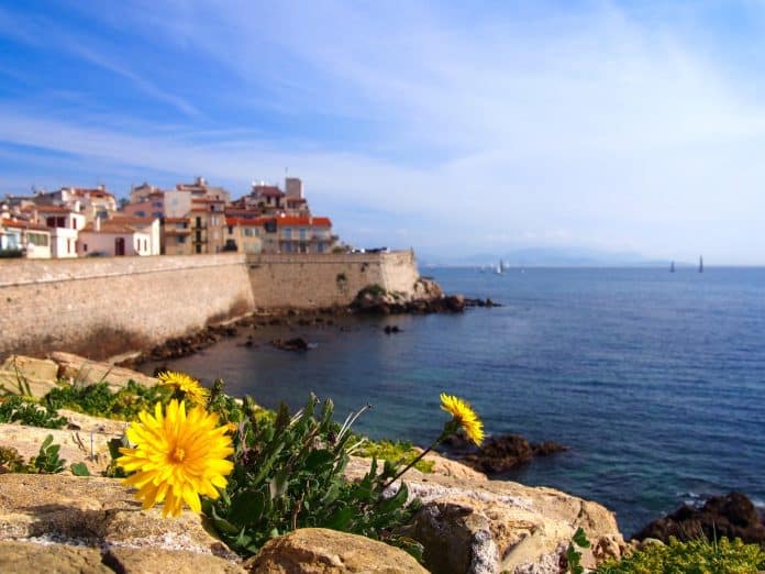 Le Cap d'Antibes avec vue sur la mer et des fleurs jaunes.