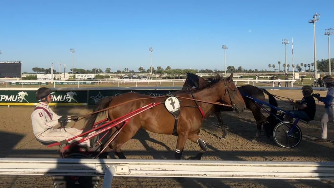 Deux chevaux s'entrainent sur la piste avant la course de trot