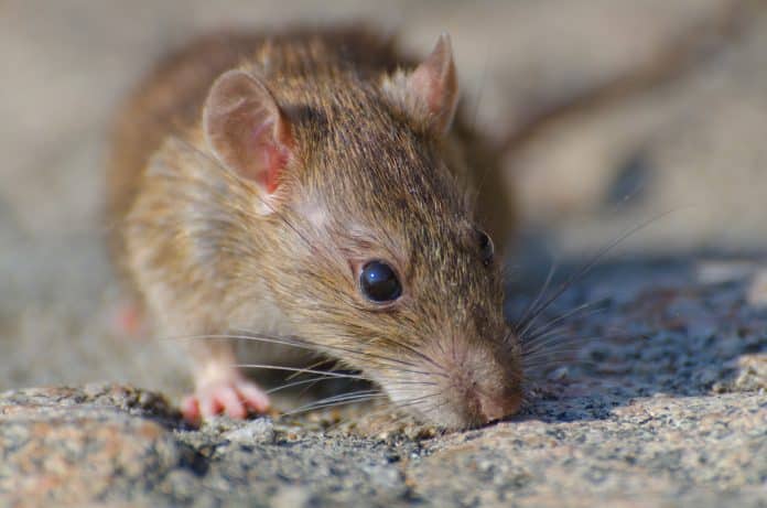 Un rat se balade en ville.