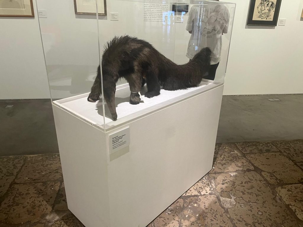 Le bestiaire fantastique de l'exposition Salvador Dalí au port de Nice 