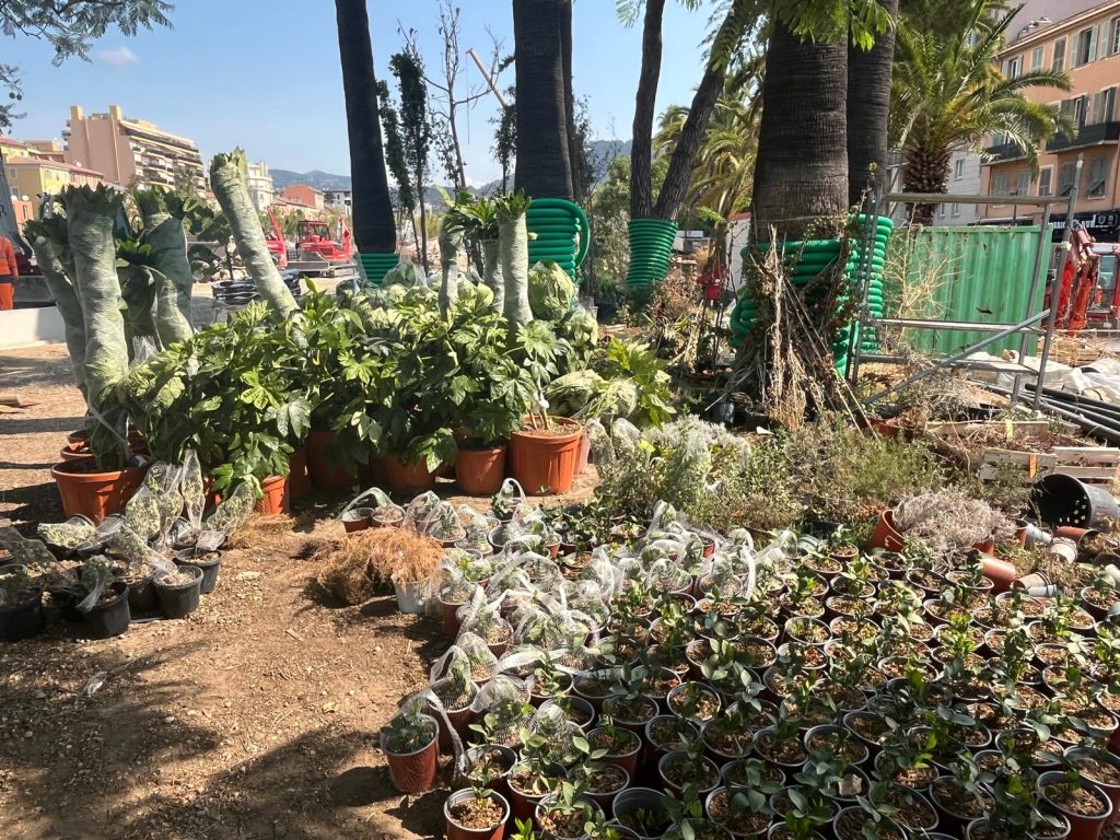 Various plantations will be set up within one to two months. Photo: Théo Cireddu