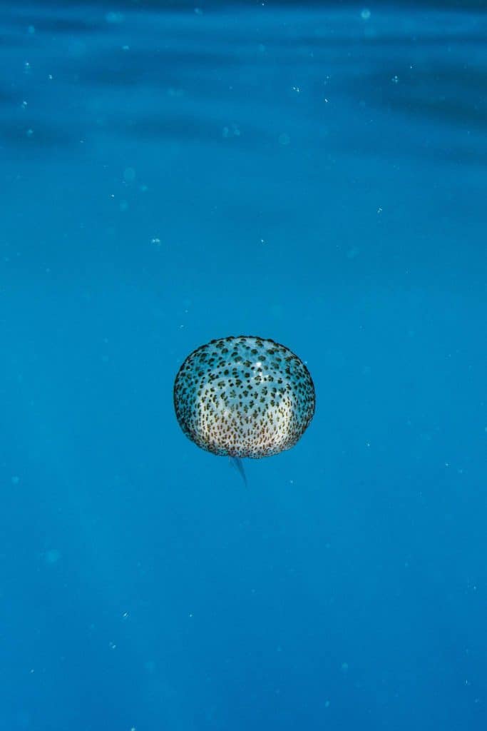 Une méduse dans la méditerranée se fond dans le décor bleu. 