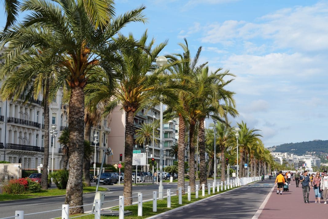 Les palmiers sur la Promenade des Anglais.