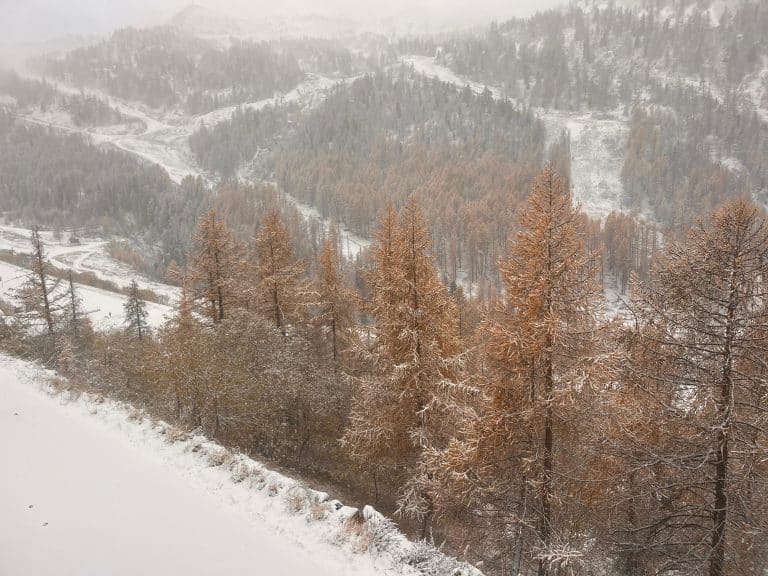De la neige sur les arbres jaunis dans la montage à Isola 2000.