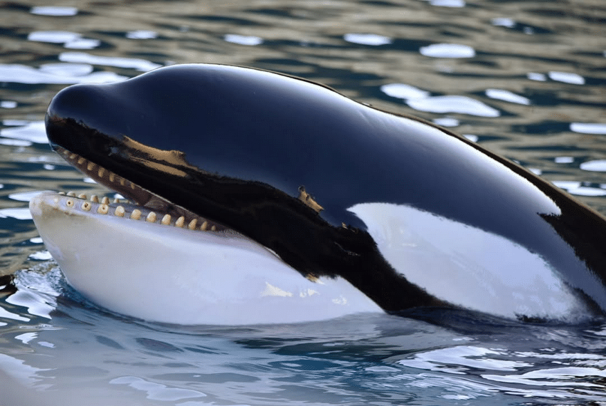 Un Orque de Marineland dans son basin, la bouche ouverte.
