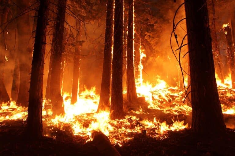 Un feu de forêt dans la nuit.
