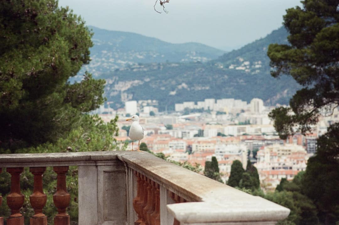 Terrasses méditerranéennes : le jardin suspendu s'invite à Nice