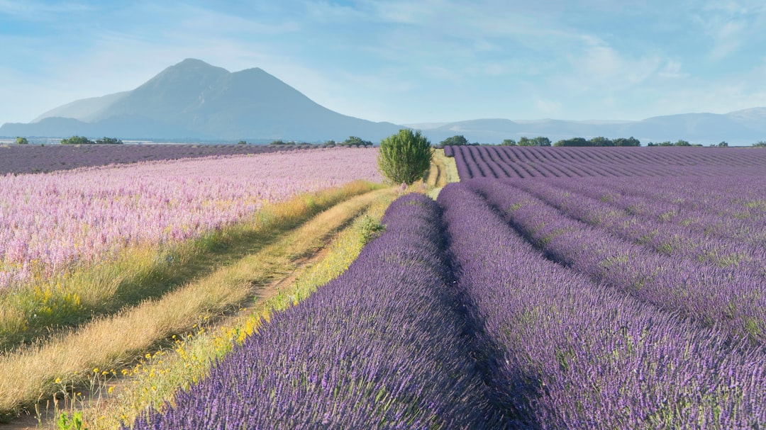 Road trip au départ de Nice : cinq jours entre Verdon, lavandes et villages de Provence