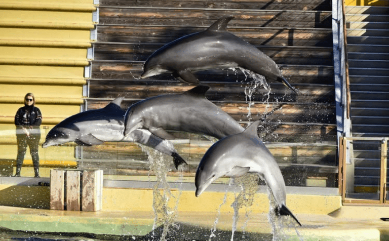 Quatre dauphins de Marineland sautent dans un bassin.