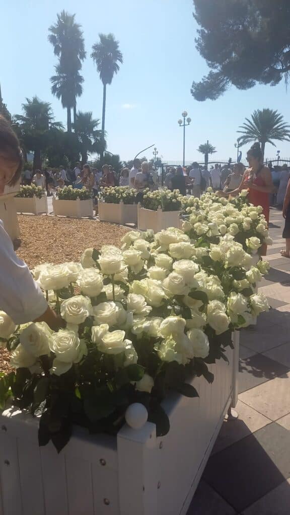 Des roses blanches.