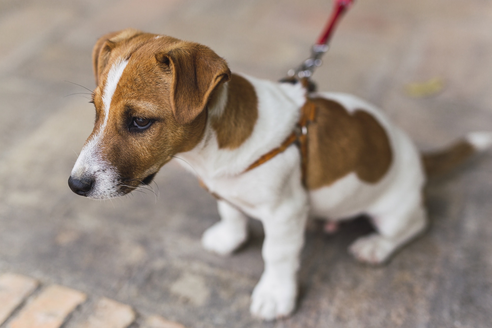Une mobilisation prend forme contre l'interdiction des chiens au Jardin de la Villa Thiole
