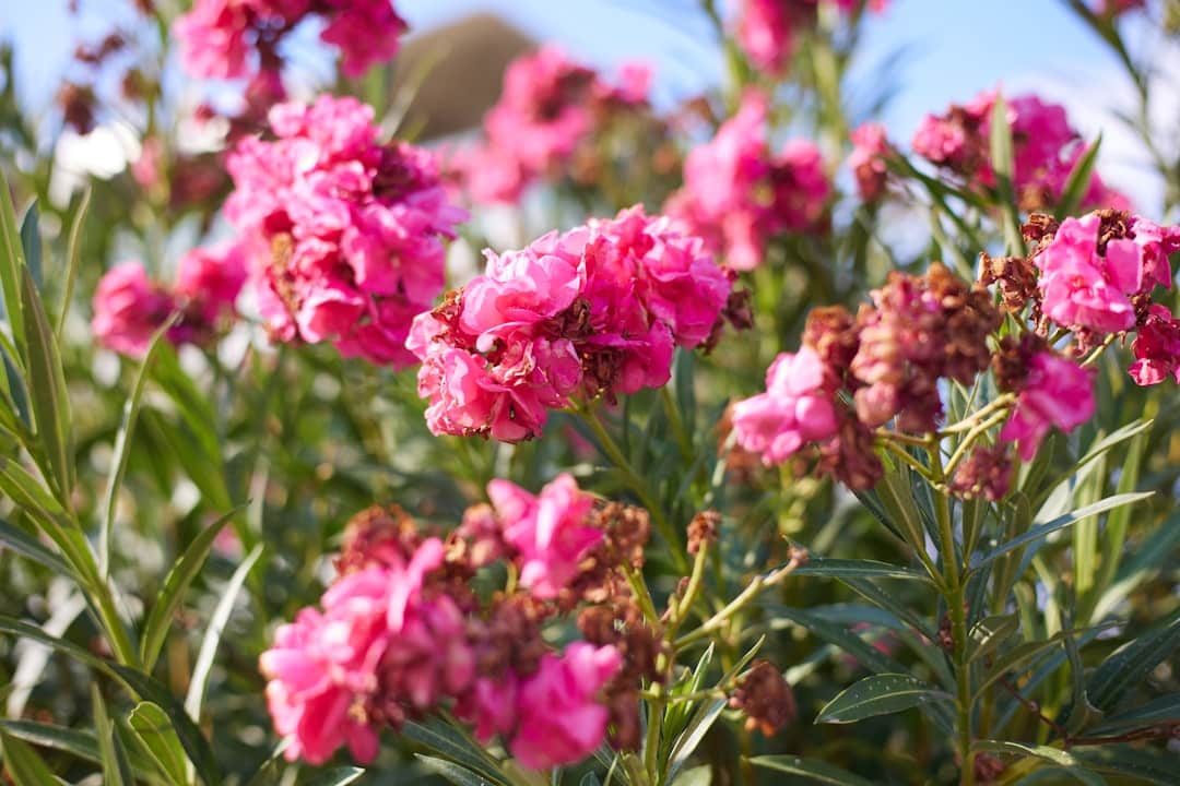 Bouturer un laurier-rose en août : la méthode simple et efficace