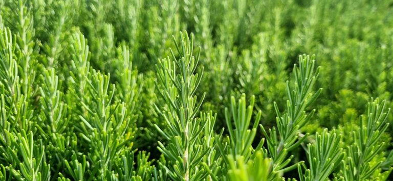 Close-up of green rosemary herb bush